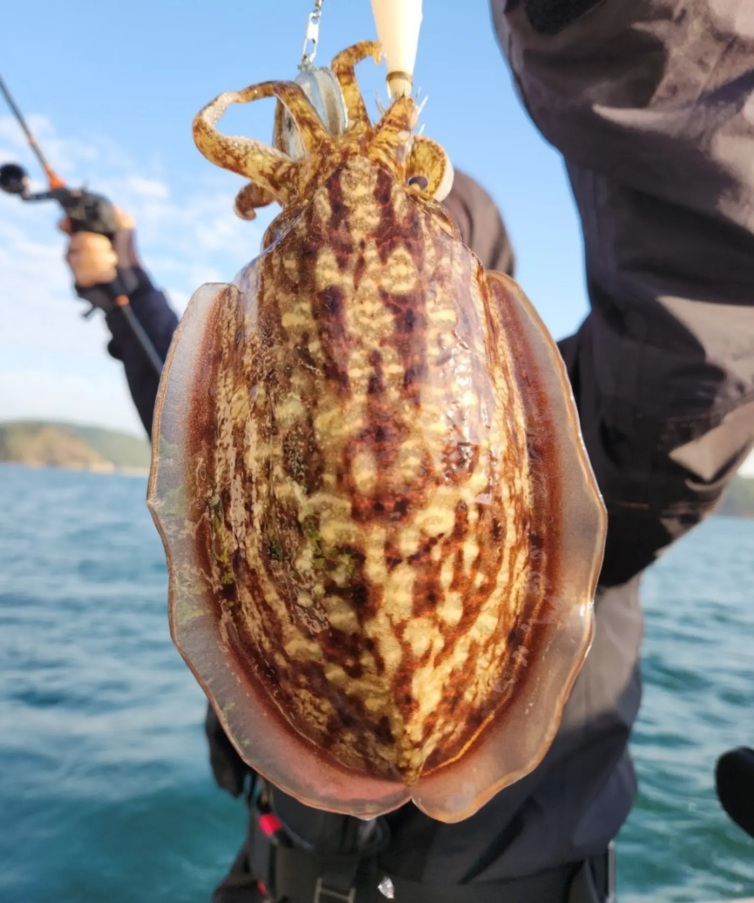 갑오징어 낚시 서식지와 장비 준비 또 다른 손맛